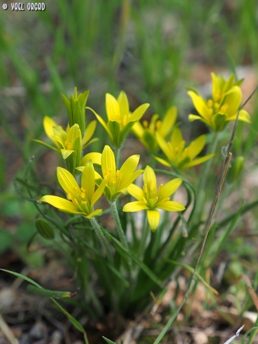 Gagea chlorantha