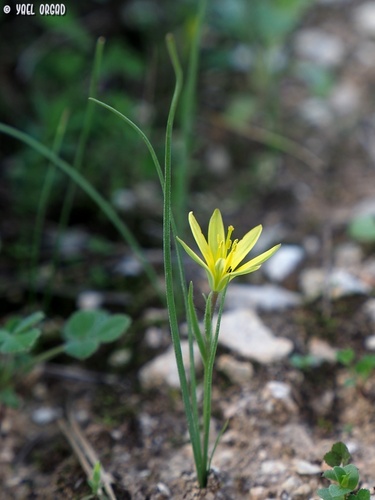 Gagea chlorantha