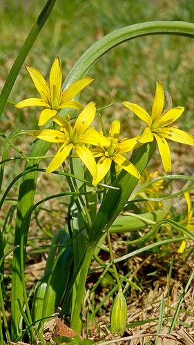 Gagea lutea