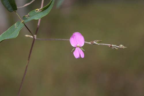 Galactia tenuiflora