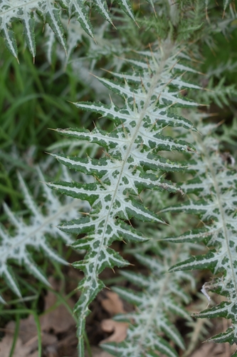 Galactites tomentosus