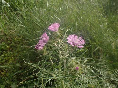 Galactites tomentosus