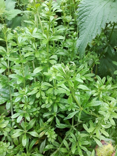 Galium aparine