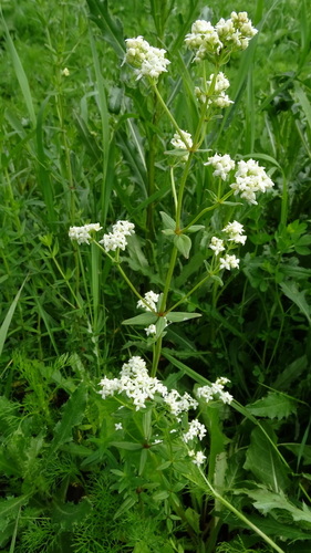 Galium boreale