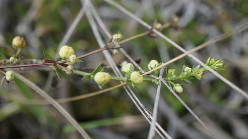 Galium corymbosum