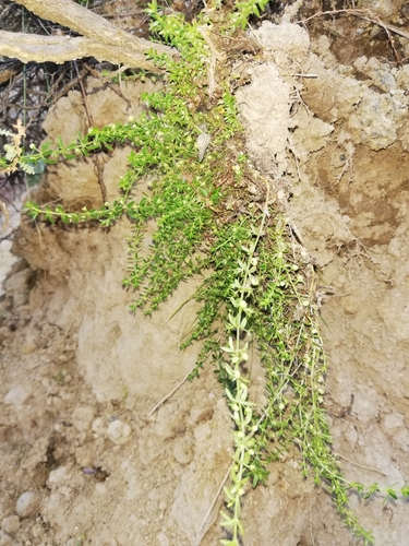 Galium corymbosum
