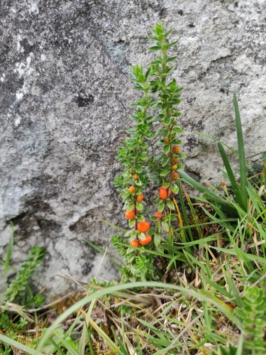 Galium hypocarpium