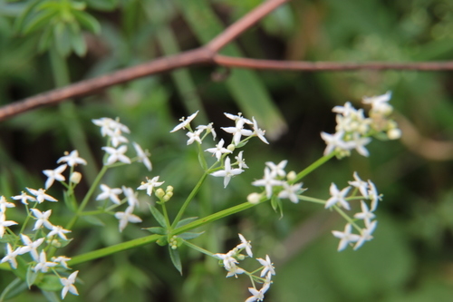Galium mollugo