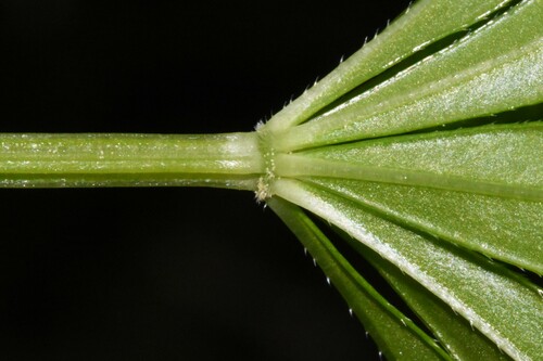 Galium odoratum