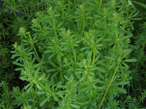 Galium spurium