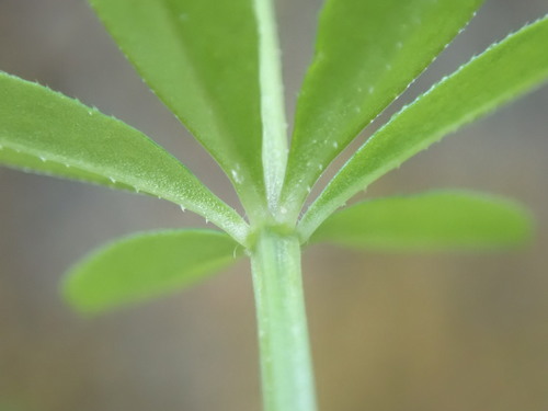 Galium triflorum