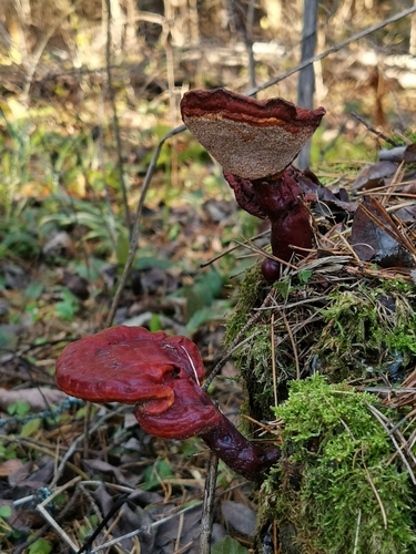 Ganodermataceae
