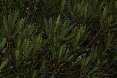 Garcinia balansae