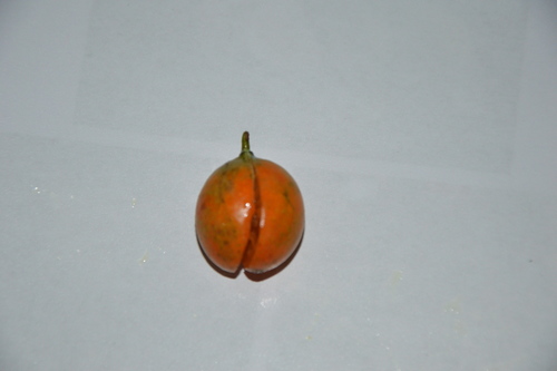 Garcinia epunctata