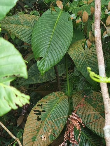 Garcinia griffithii