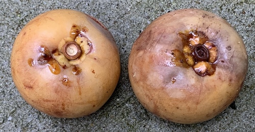 Garcinia griffithii