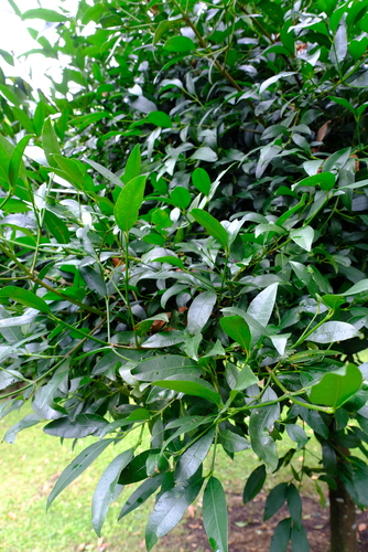 Garcinia intermedia