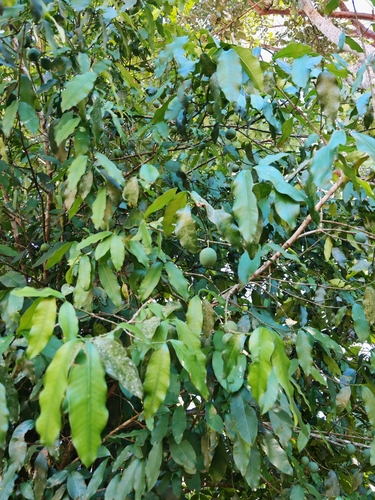 Garcinia macrophylla