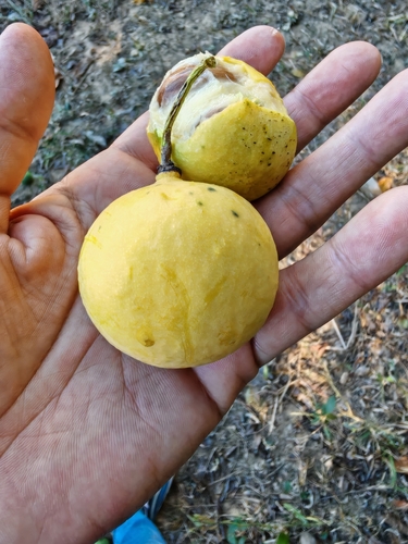 Garcinia macrophylla