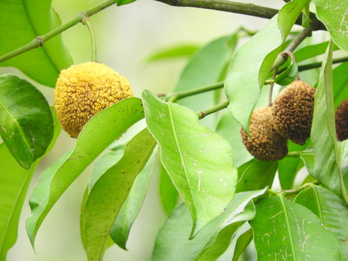 Garcinia madruno