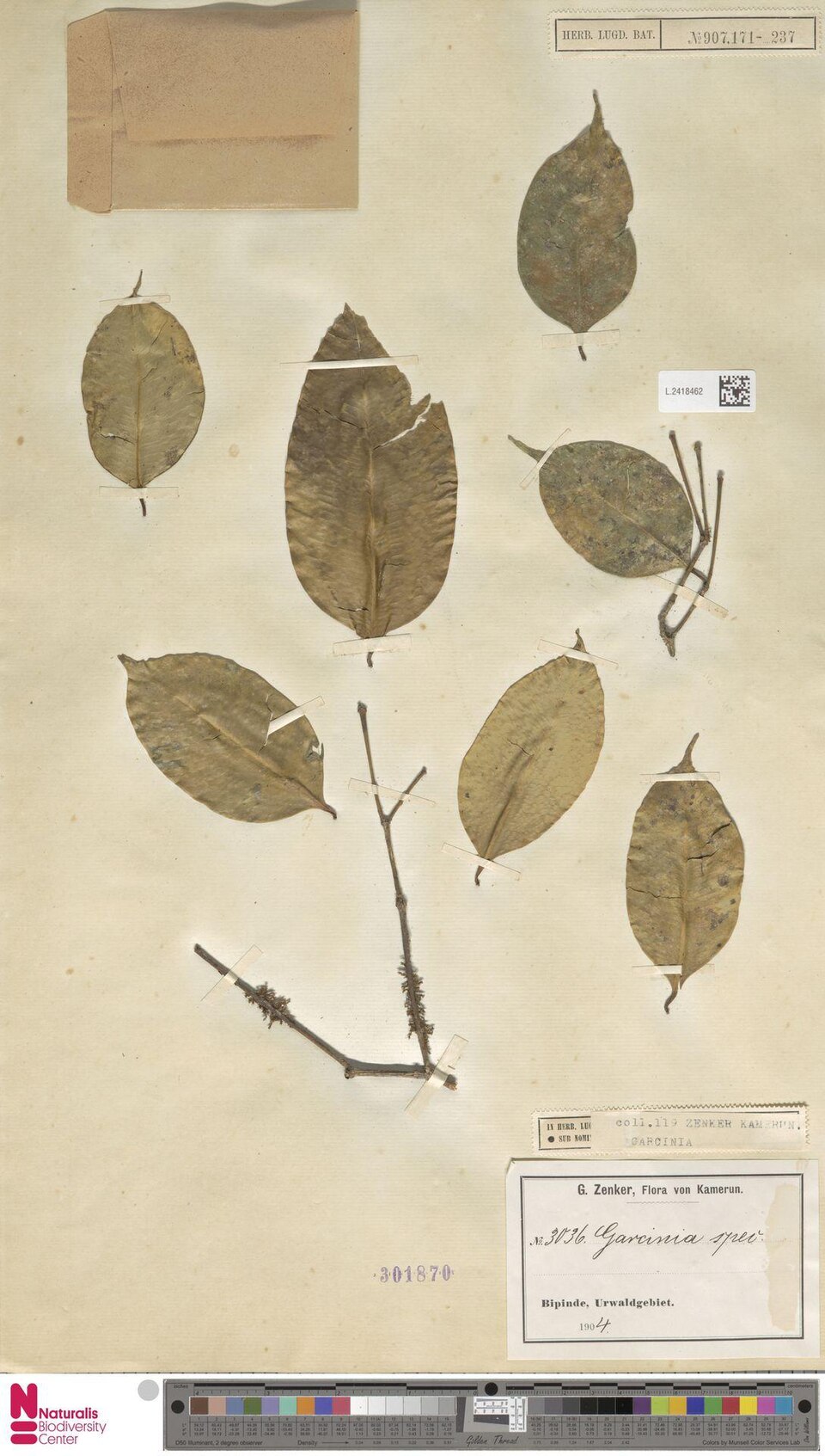 Garcinia mannii