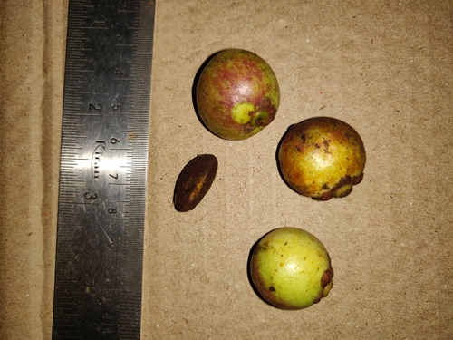 Garcinia morella