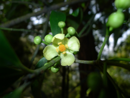 Garcinia multiflora