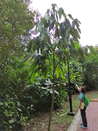 Garcinia nervosa