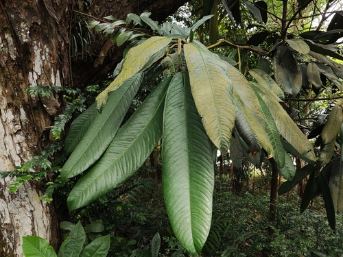 Garcinia nervosa