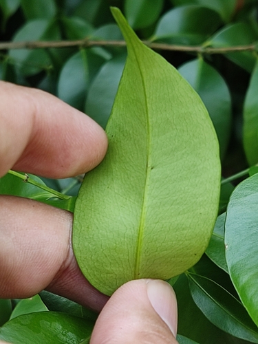 Garcinia opaca