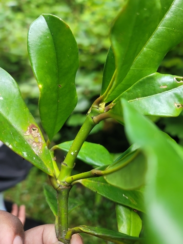 Garcinia pauciflora