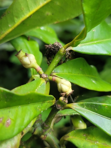 Garcinia pauciflora