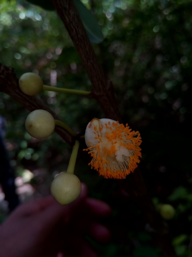Garcinia punctata
