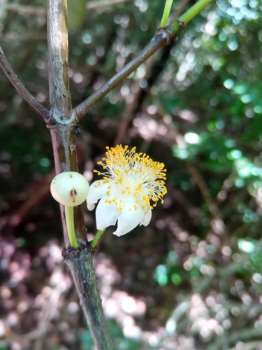 Garcinia punctata