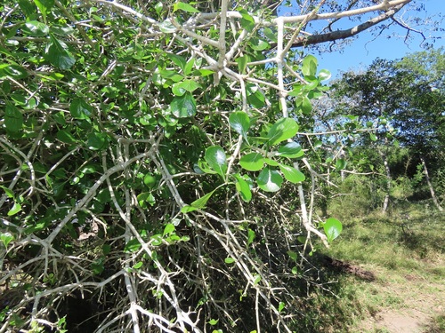Gardenia cornuta