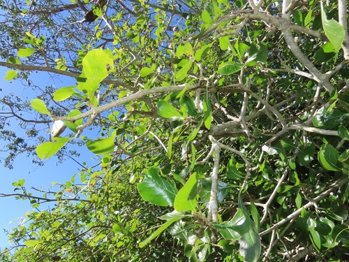 Gardenia cornuta