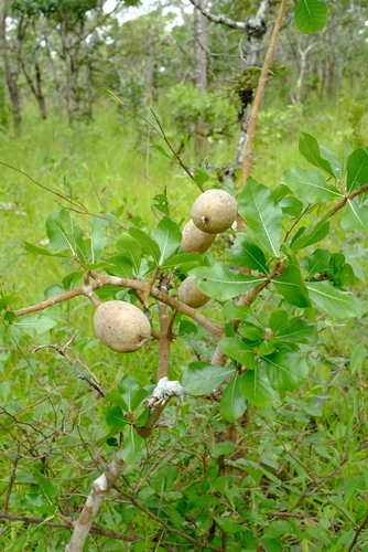 Gardenia lutea