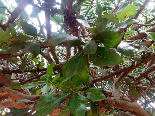 Gardenia nitida