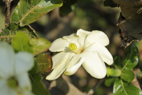 Gardenia ternifolia