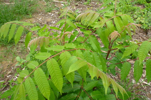 Garuga floribunda