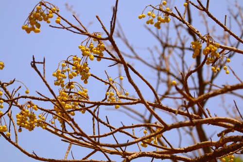 Garuga pinnata