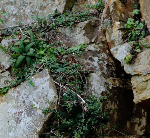 Gasteria batesiana