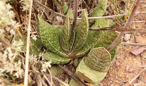 Gasteria brachyphylla