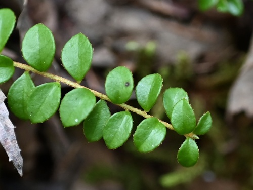 Gaultheria hispidula
