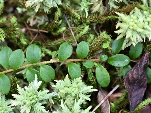 Gaultheria hispidula