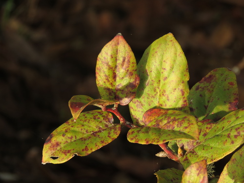 Gaultheria rigida