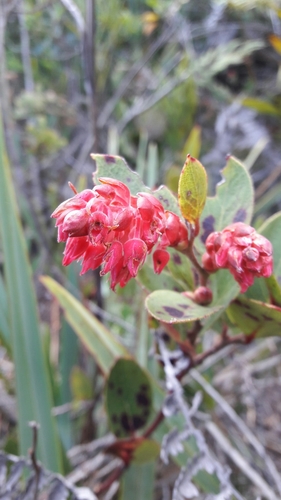 Gaultheria rigida