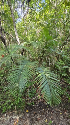 Gaussia maya