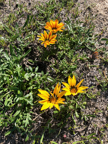 Gazania linearis