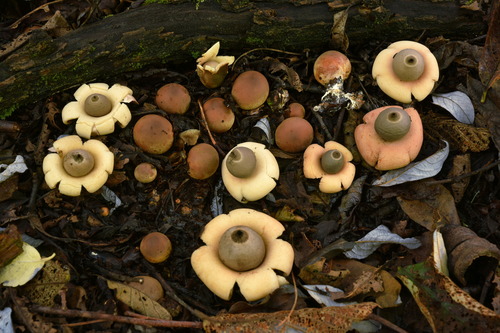 Geastrum saccatum